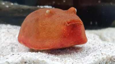 Look, I can balance on my tummy! Can you?