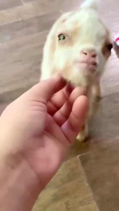 Cute Little Baby Goat...look at his little tail...