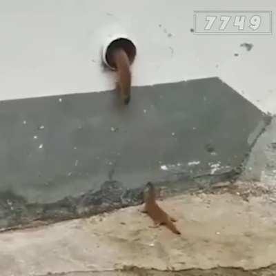 Somebody help the poor little guy