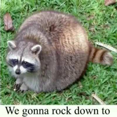 Not monkey but just as good