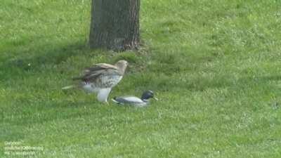 Hawk's reaction to a wooden mallard