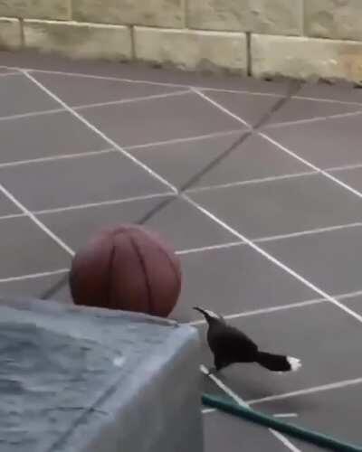This bird playing with a basketball just for the fun of it