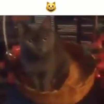 Me asking the roblox employees VERY NICELY to give me voice chat