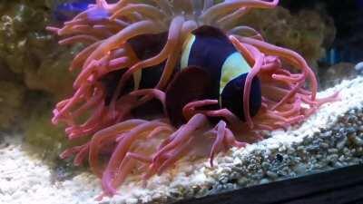 Think someone likes her new anemone