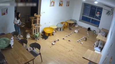 what do cats do during a thunder storm