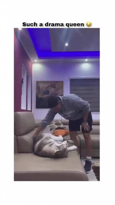 To get the dog off the couch