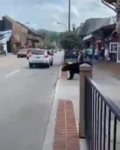 Huge black bear roaming free in the streets of Gatlinburg, Tennessee