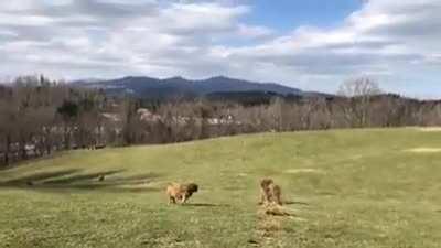 Cows like runaway hay bale