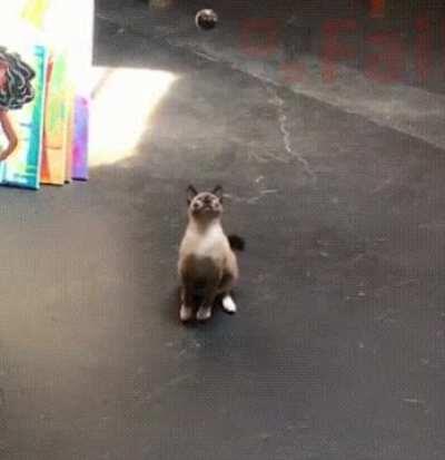 Yeah, FUCK this cat in particular.