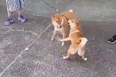 We'd all be better off if we fought our fights with our butts.