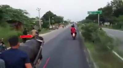 Buffalo teaches humans a nasty lesson