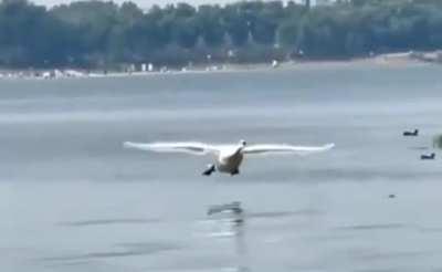 This is how swans land on water???