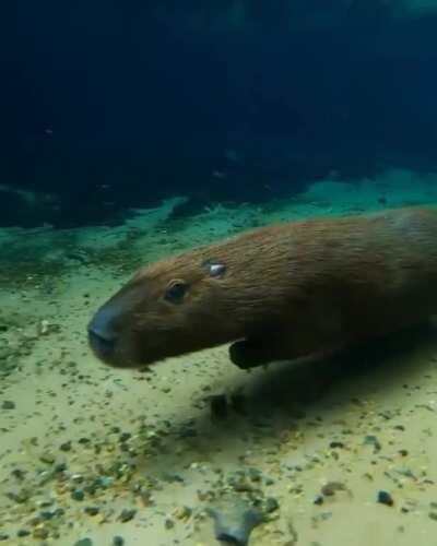 Really cool footage of a capybara running underwater. Filmed by @fernando_maydana on Instagram.