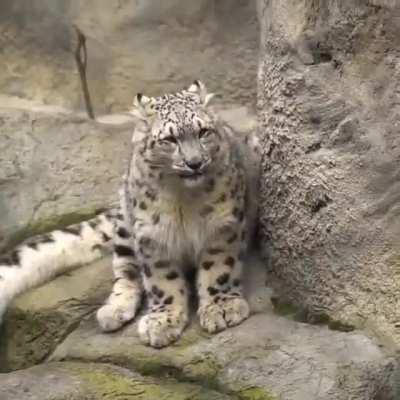 Ferocious roar of snow leopard.