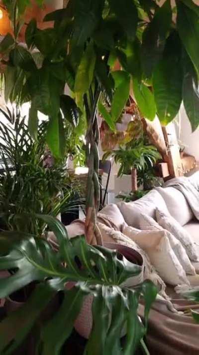 on my way to 300th plants