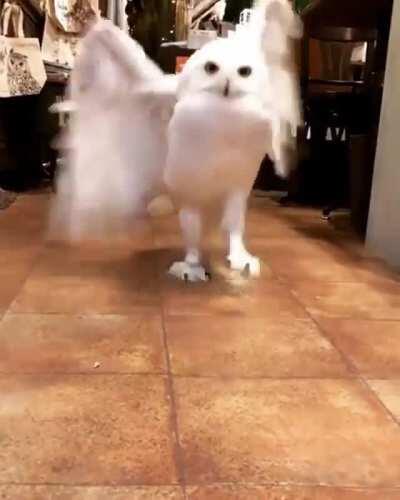 Welcome... H'owl may I help you