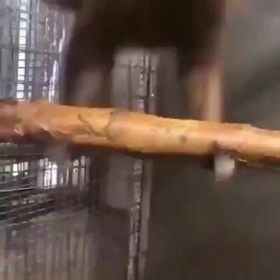 I want to be a monki 😪🐵😊