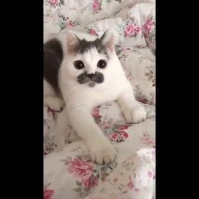 Punishes its own tail