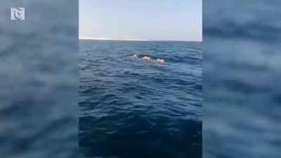 🔥 Arabian camels swimming in the Arabian Sea to Masirah, an island off the coast of Oman where camels frequently go to forage. The camels are known to travel back and forth regularly, approximately 10 km each way.