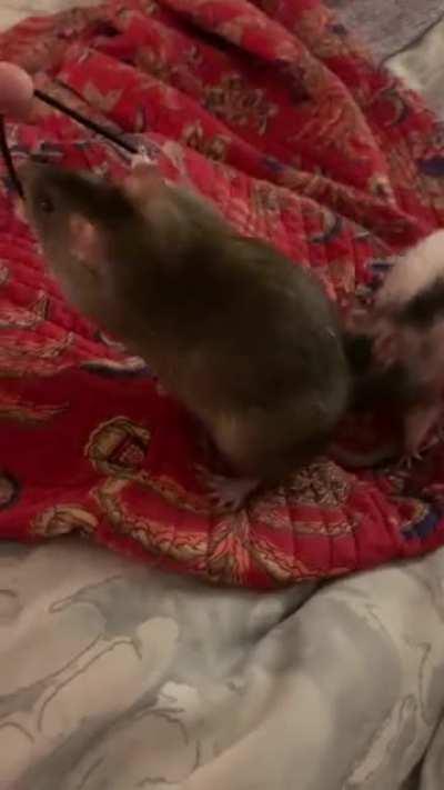 Ever seen rats fight over a hair tie?