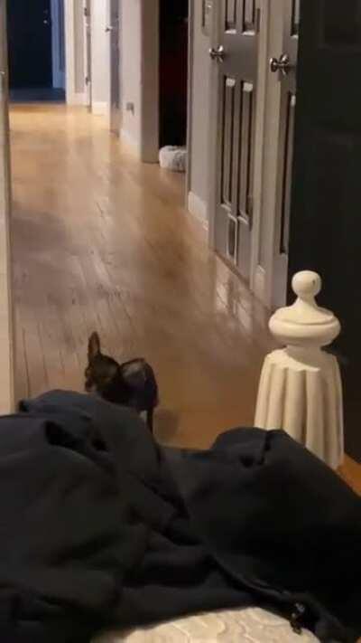 HMK while I prance to Harry Belafonte