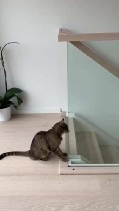 Cat jumps on the stair railing and then fails