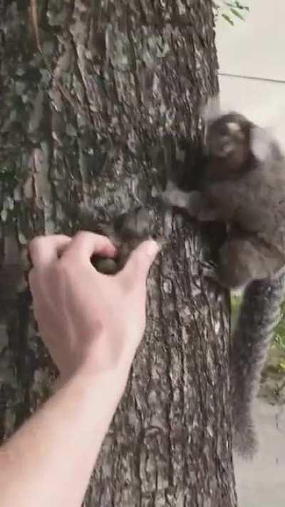 Baby lion Tamarin rescued and returned to mother