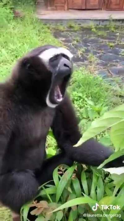 El chat cuando orslok interactua con una fémina