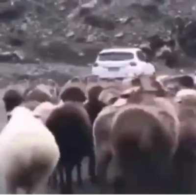 Sheep finna make me act up and I’m not talkin bout just Watame fr fr 🐑 😩😈