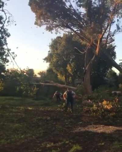 Treeworx cutting a tree onto a man and Police