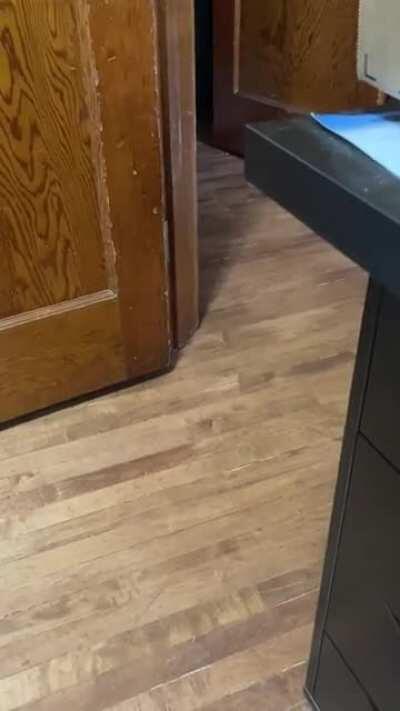 My kitten gets scared when she wakes up alone, and wanders the house screaming until she finds me