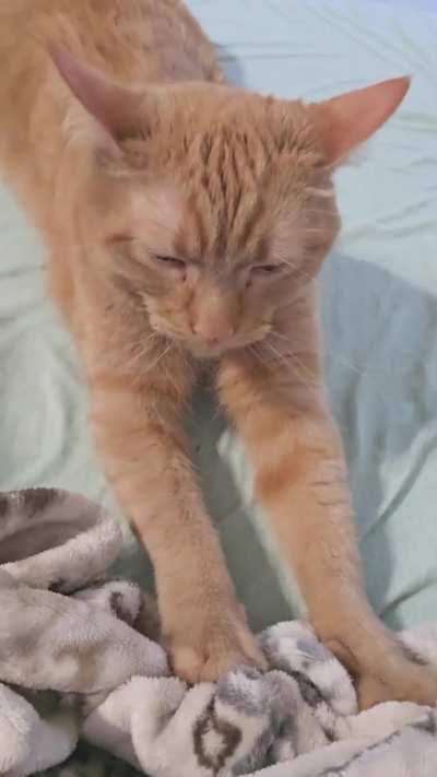 Jojo loves making biscuits on the morning shift.