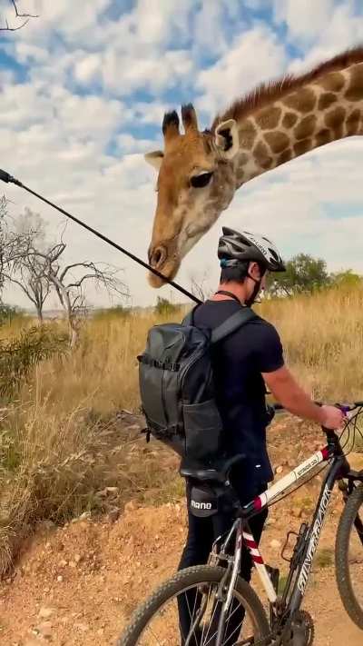 Giraffe is curious upon meeting man on a bicycle.