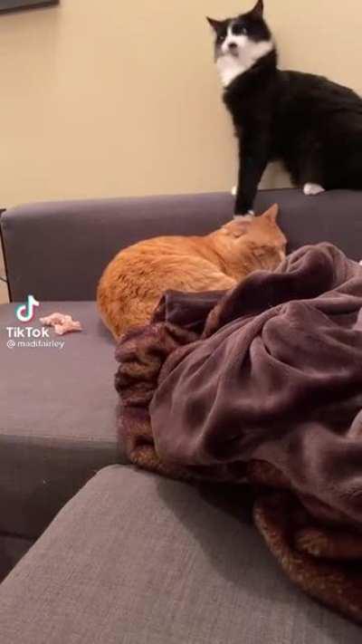 cat.exe has encountered an unexpected error