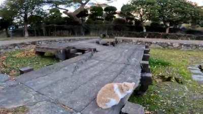 There was a cat on the bridge, so when I stroked it, the cat gladly got on my lap.