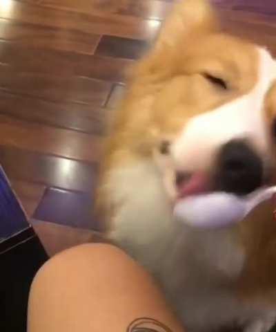 Feeding a corgi empty spoonfuls of soup