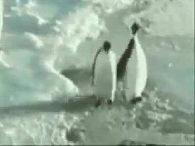 O no, i canf beliebe pingu would do somethingm like this .this cant be