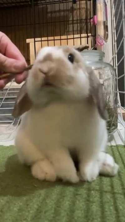 Cute boy chewin on a stick