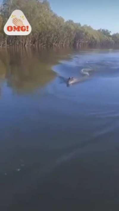 Denying an alligator of bait