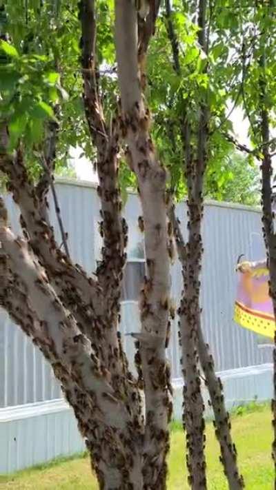 Brood X Cicadas on my tree. They come out every 17 years to mate.