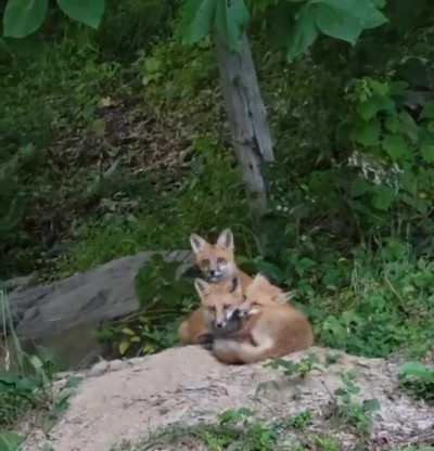 Please don't pee on your sister!