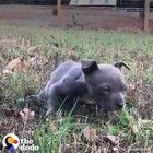 Family adopting and nursing this broken baby into the amazing doggo it is today!