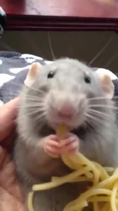 Ratatouille likes spaghettis