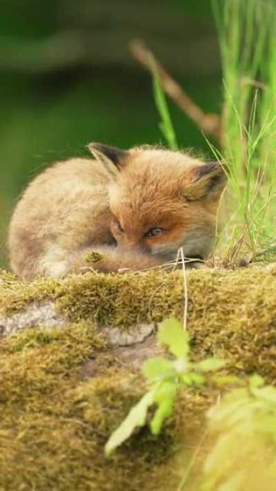 Just a baby fox sleeping