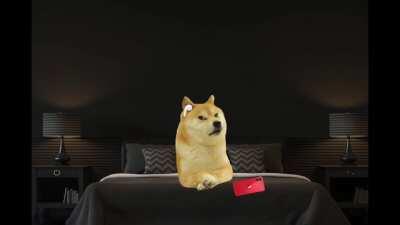 Doge tries to drift to sleep with calming Airplane ambient noise