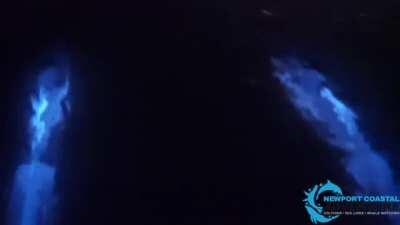 🔥 Dolphins in bioluminiscence