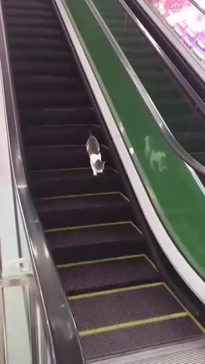 I was trying to go down the stairs at the mall but no matter how much I walk, I never reach the bottom floor. Can I sue the mall for making me walk down defective stairs?