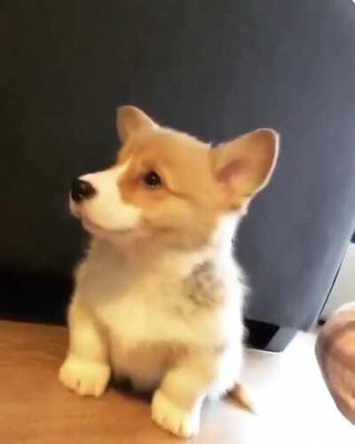 Corgi pupper doing its first awoo
