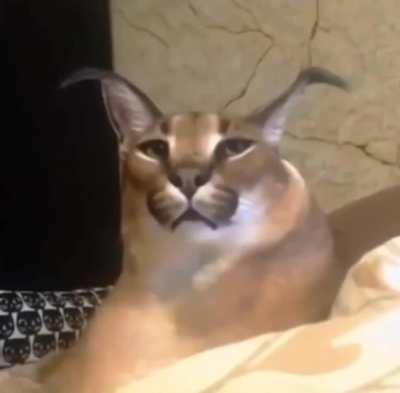 So this goes against Facebook community standards. thought I'd post it here