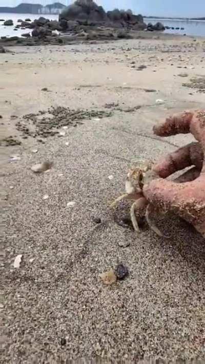 The speed of this tiny crab